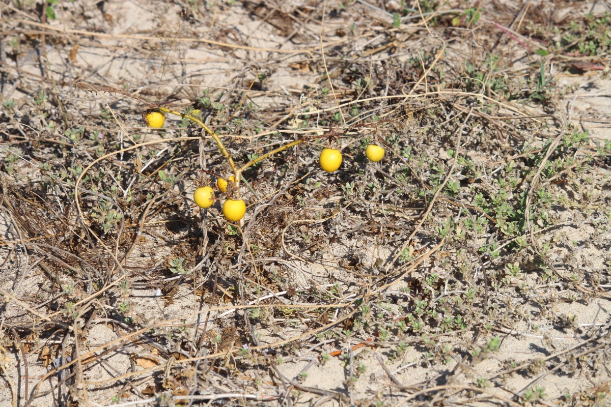 Solanum melongena subsp. cumingii (Dunal) J.SamuelL.